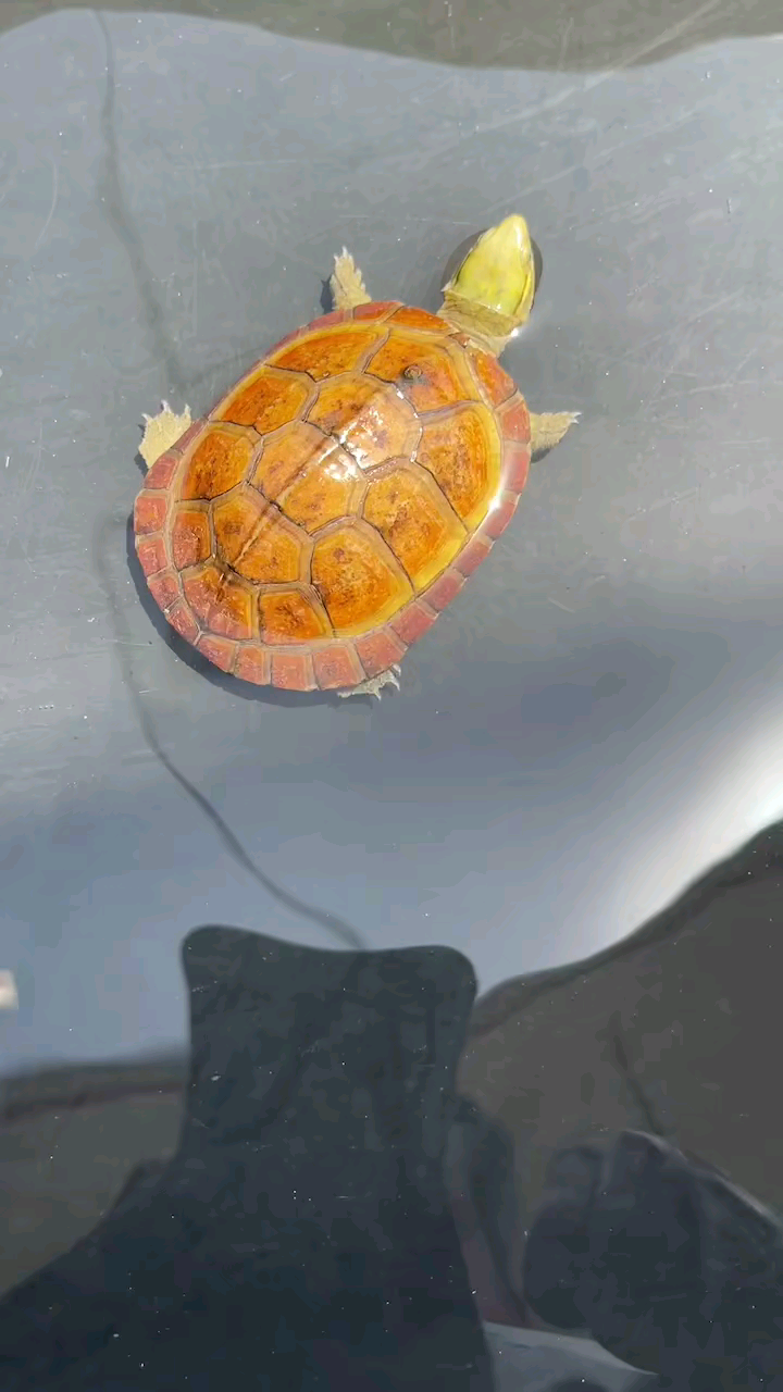 皖西三黄小青碌仔