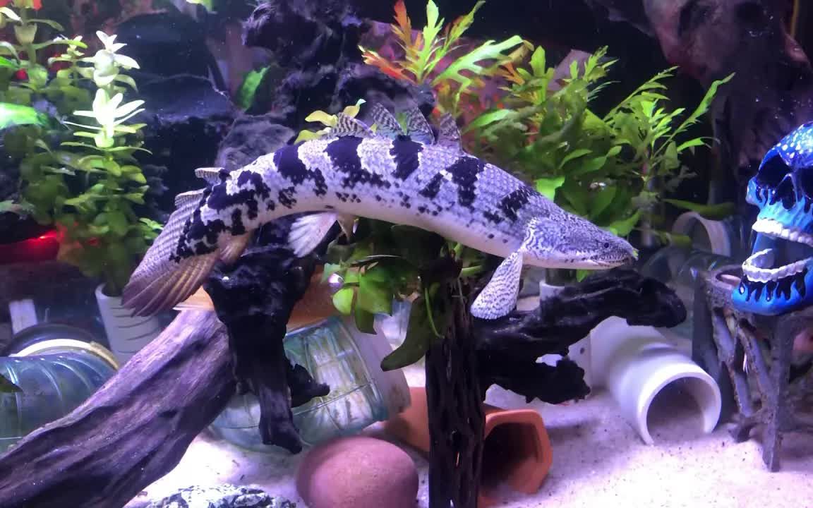 斑节恐龙鱼欣赏_哔哩哔哩_bilibili