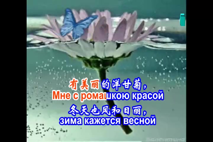 [图]白色的洋甘菊РОМАШКА БЕЛАЯ[中俄字幕原唱二]