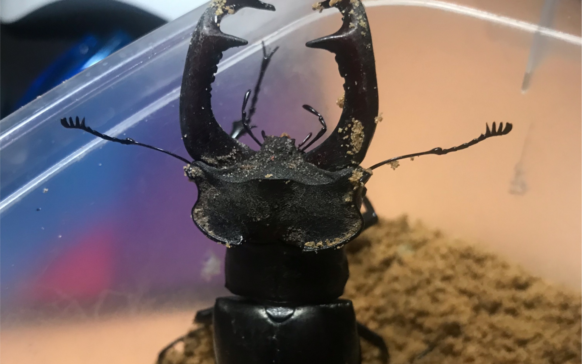 欧洲深山锹甲lca乌克兰野采宿舍楼下