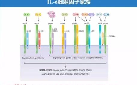 北京大学第一医院聂静教授IL6家族成员的介绍哔哩哔哩bilibili