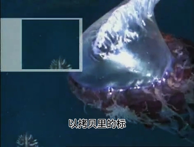 双性海洋生物哔哩哔哩bilibili