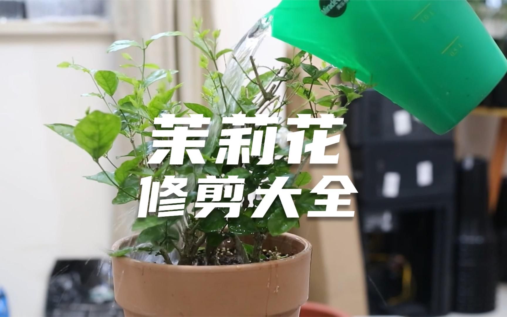 [图]园艺师教你修剪茉莉花，这可能是关于茉莉花，最全面的修剪教程