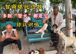 Download Video: 智商比肩边牧的神犬，很多警犬都是这种狗，竟然没有识货的，少见