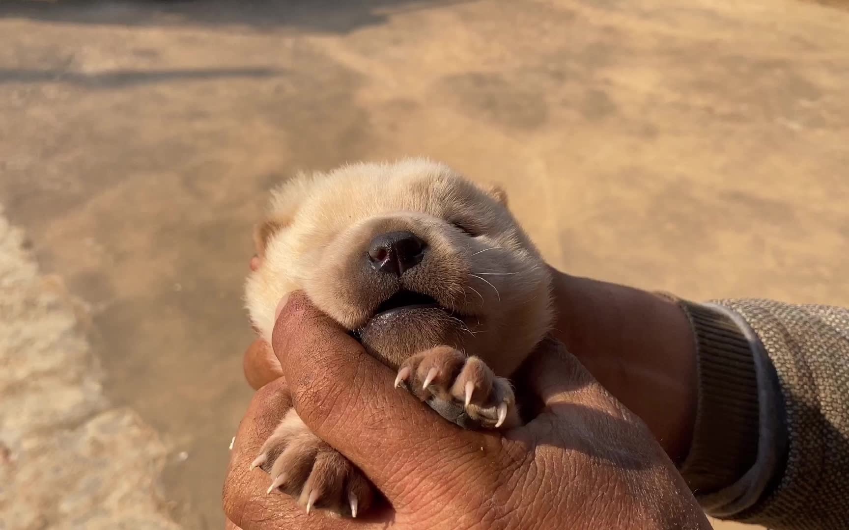 小狗遗传公狗基因,两只都是枪尾可爱极了.