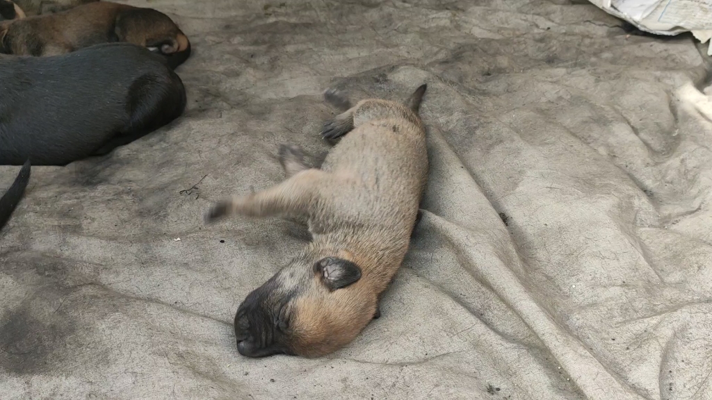 【黑狼犬幼崽养成记】梦里在游泳的小奶狗_哔哩哔哩_bilibili