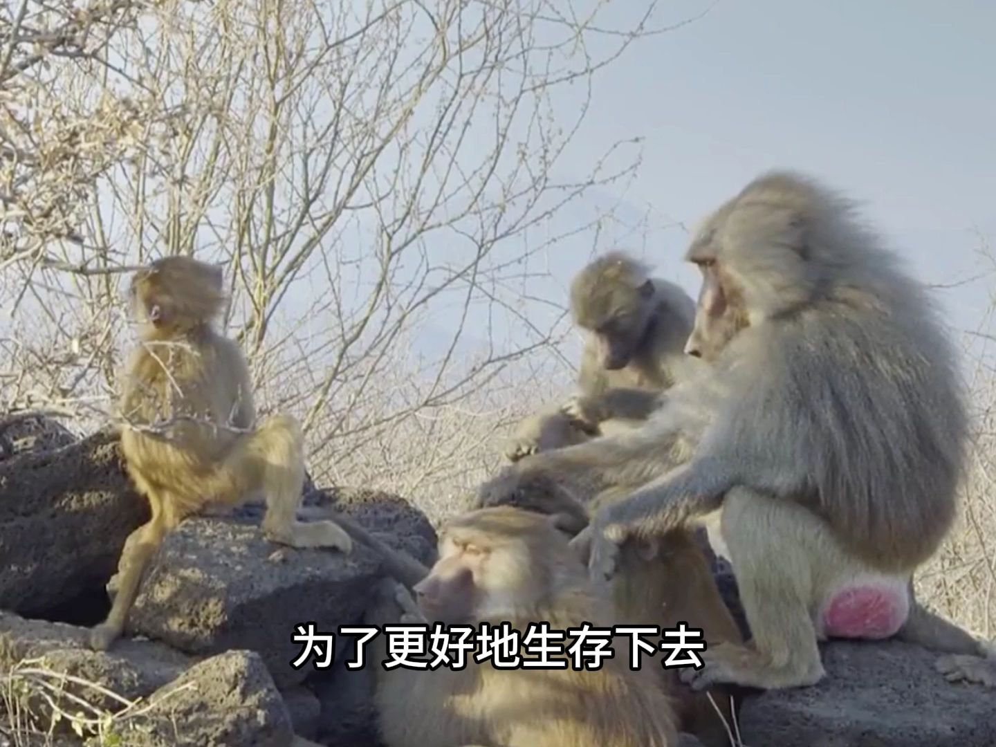 非洲野狗为何爱吃狒狒?三年吃掉五十多只,狒狒只能躲着走!