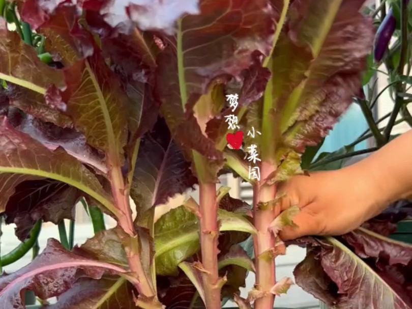 紫生菜营养丰富,而且种植简单,不爱招虫子哔哩哔哩bilibili