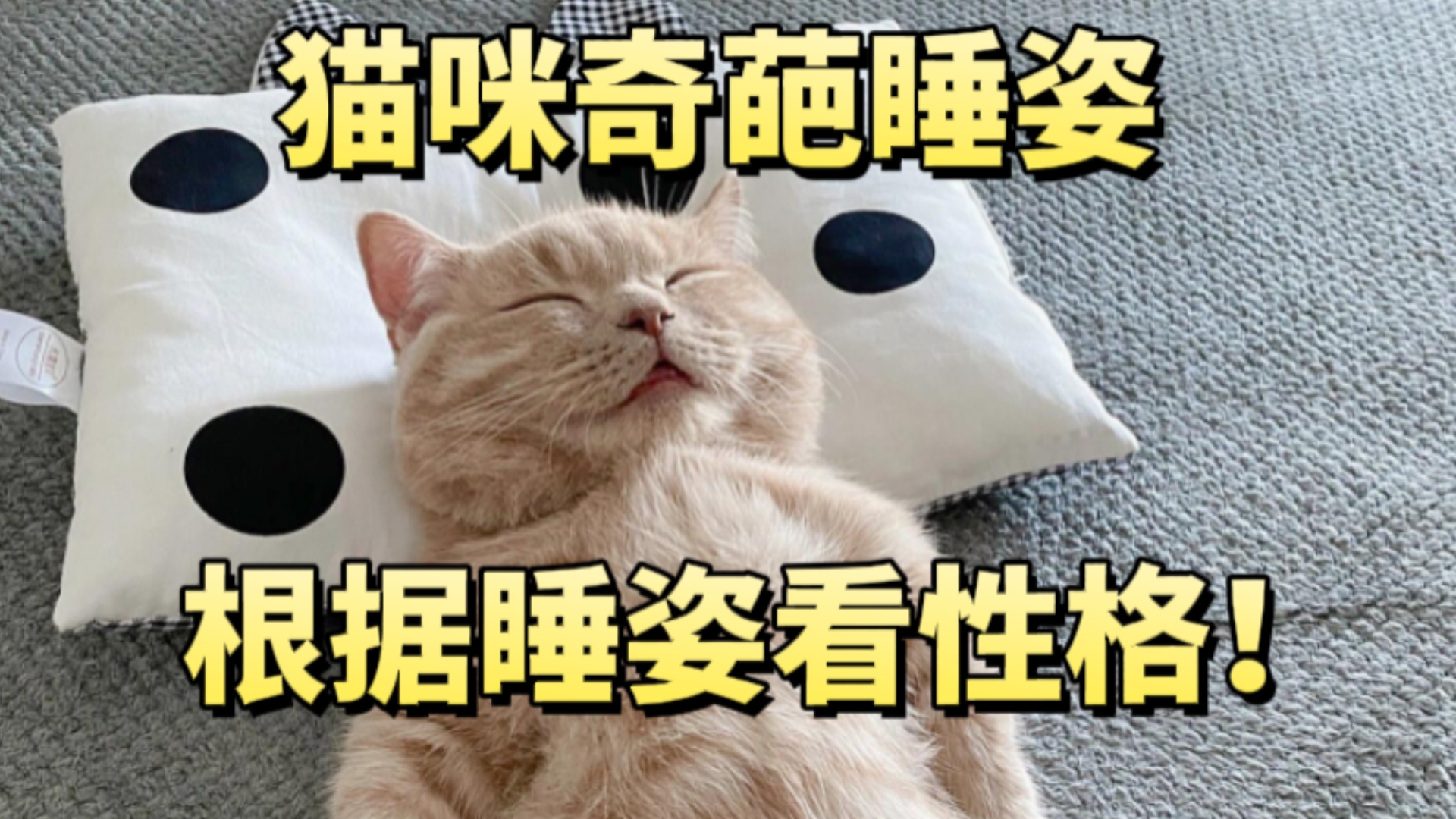 [猫咪奇葩睡姿]根据睡姿看性格,你家猫最喜欢用哪种姿势睡觉呢?哔哩哔哩bilibili