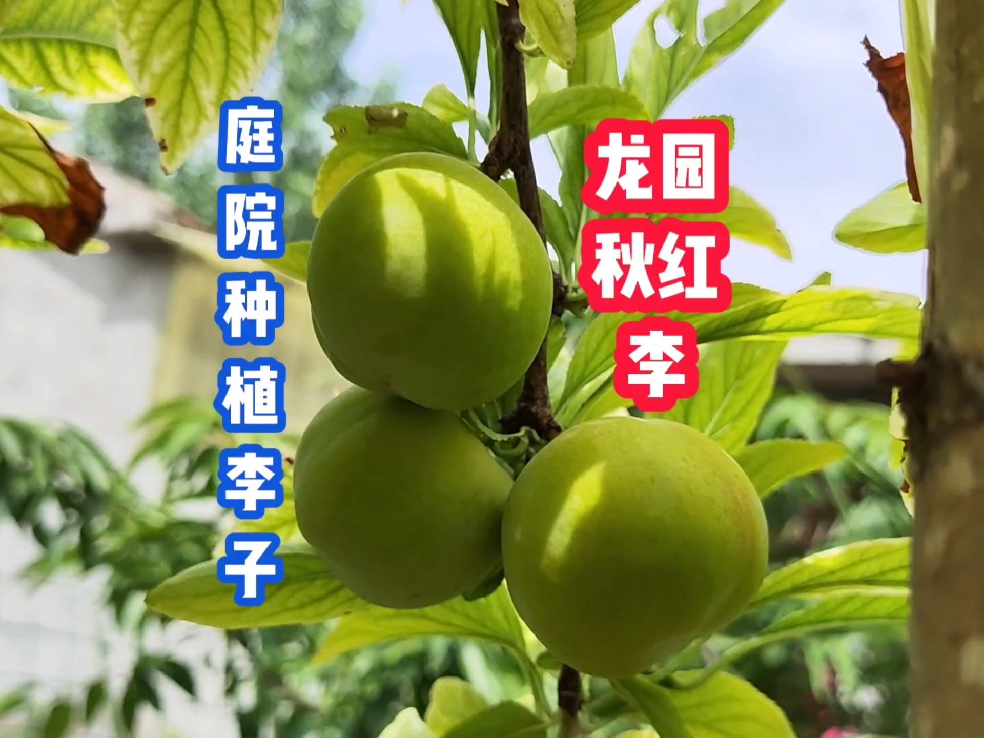 菜园里种植的龙园秋红李子,已经开始上色了,树弱今年比去年结的少