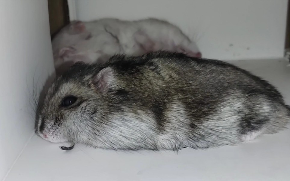 酷暑之下,两只酷鼠不好好开party,摆烂躺平了一整