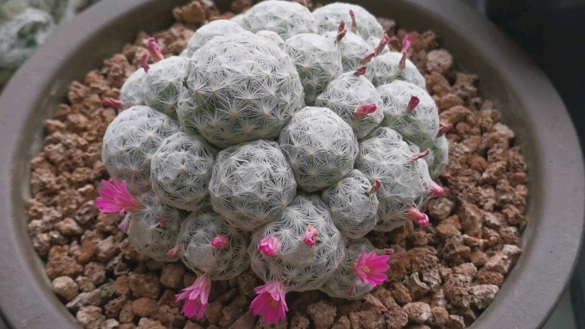 姬春星姬春星mammillariahumboldtiivarcaespitosa