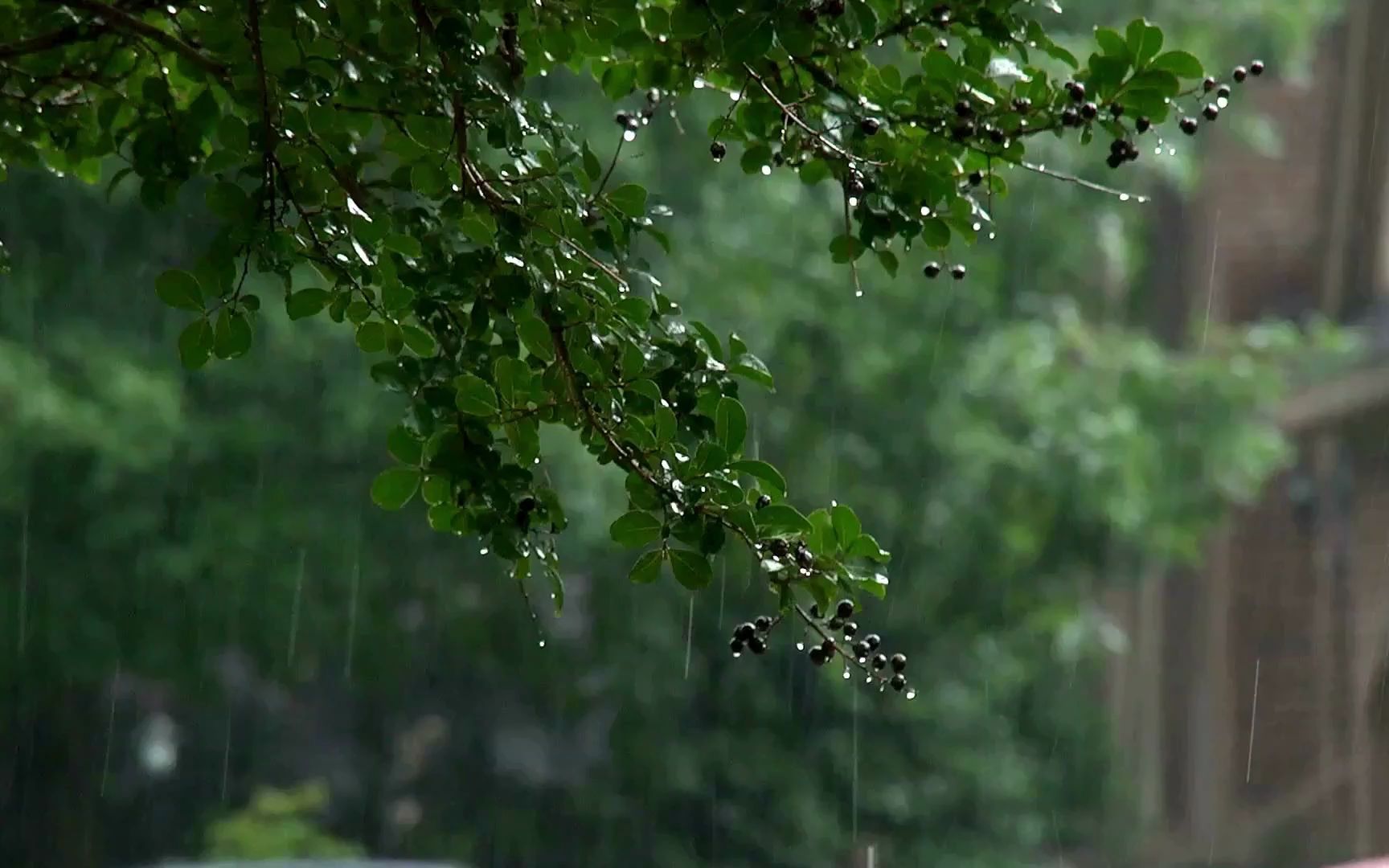 2小时超级舒适雨声𐟌篸 在公园大树下听雨的声音 最适合睡觉的雨声 助眠雨声【白噪音】【下雨声】【作业向】【学习向】哔哩哔哩bilibili