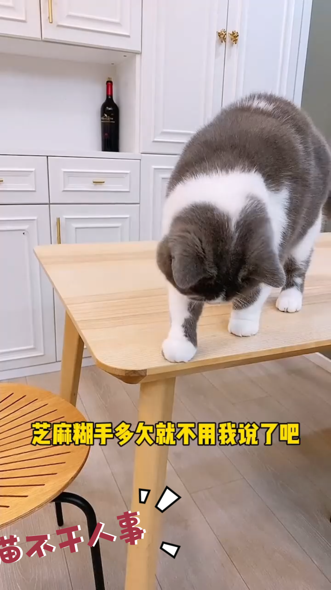 我的猫不干人事芝麻糊这铲屎官是养不熟了记录猫咪日常