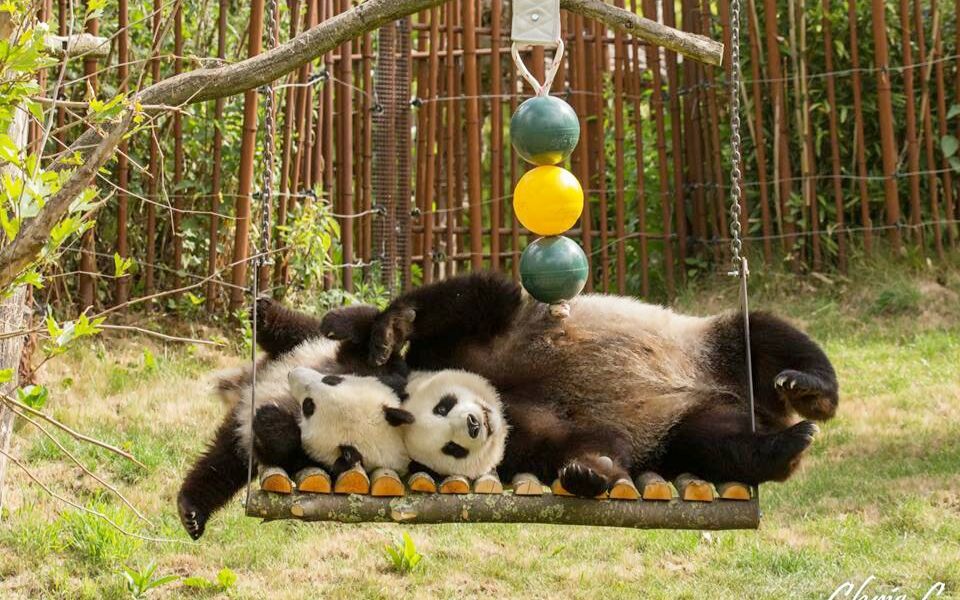 比利时熊猫馆一家三口2017年的生活日常(42p,上半年)