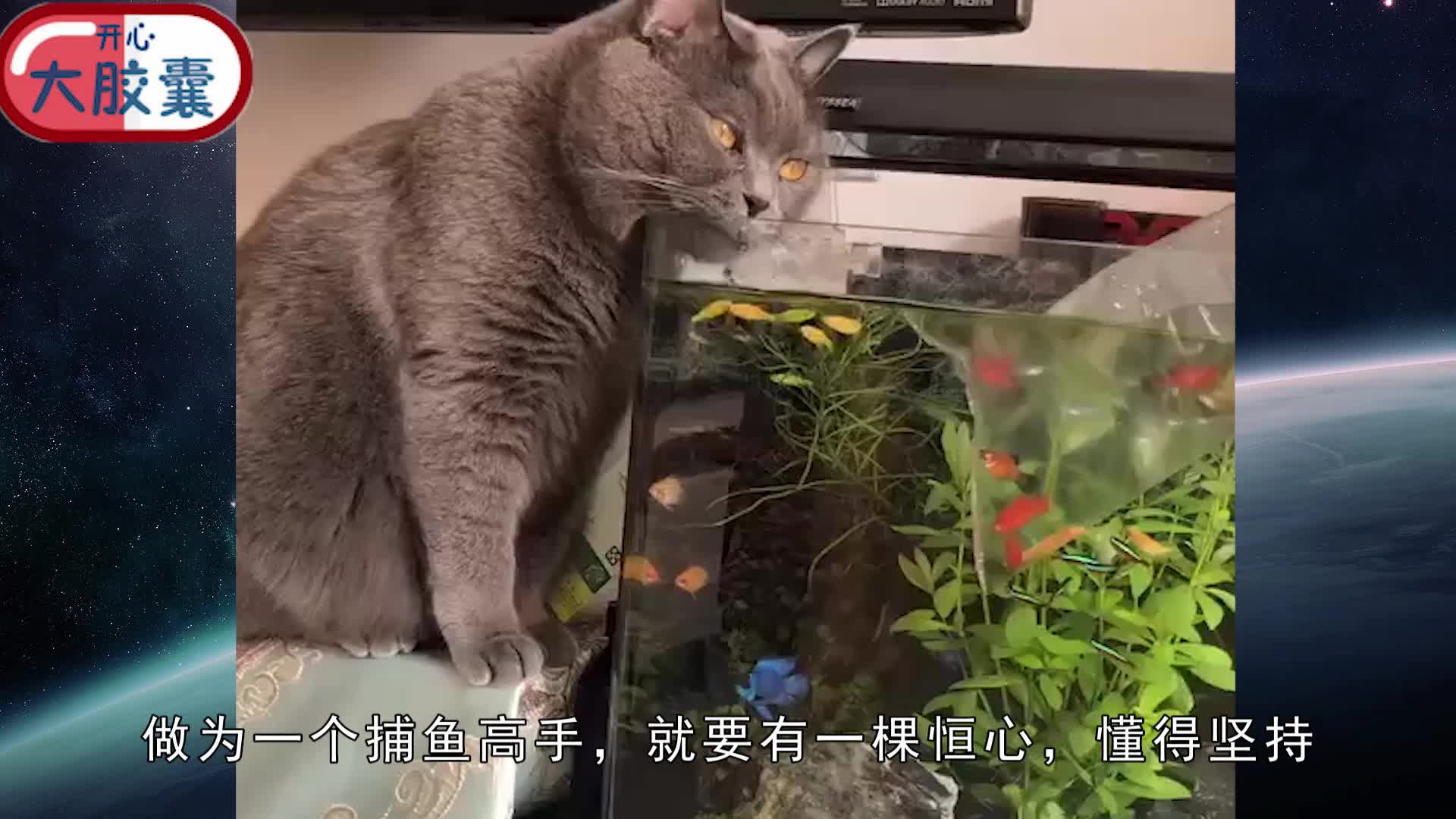 [图]一只有经验的猎手猫，看它是怎么抓住，一只会飞的小鸟！