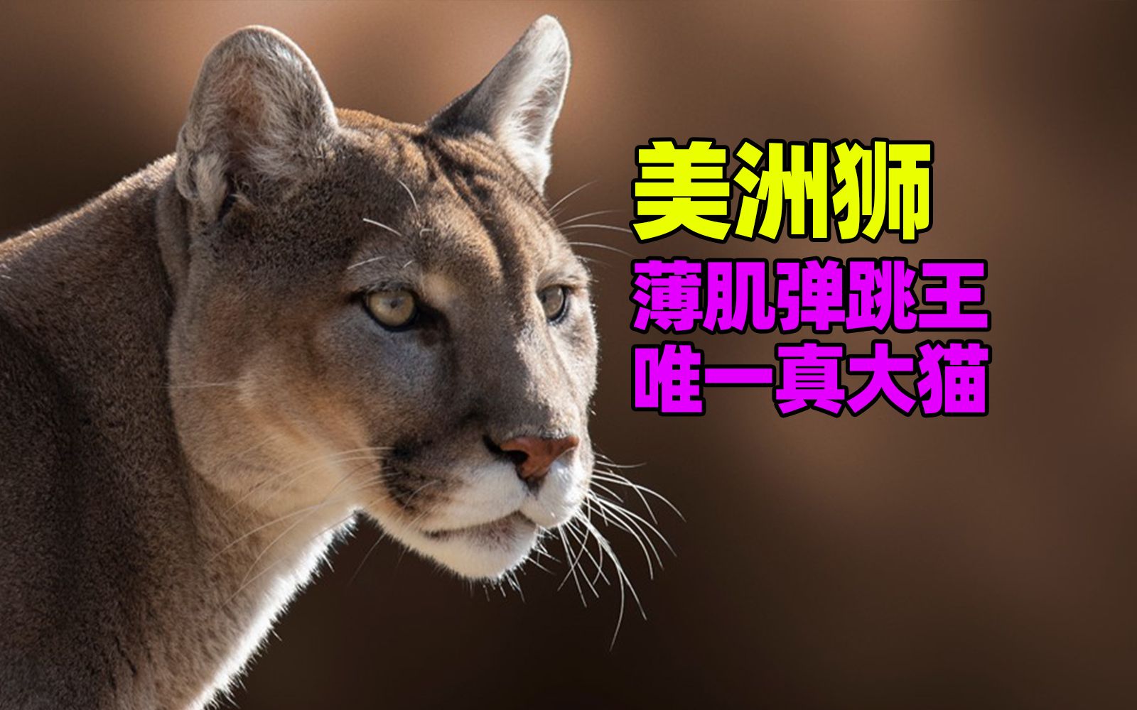 它才是真正的最大的猫?美洲狮打个猎有多难-林林Eileen-林林Eileen-哔哩哔哩视频