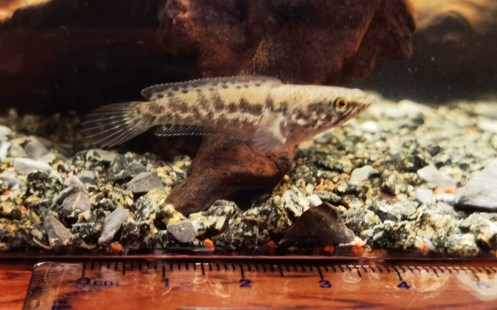 小钴蓝雷龙苗子来喽