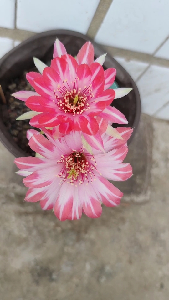 原创 丽花仙人球蝉衣开花