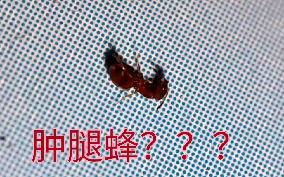 这东西它是不是传说中的肿腿蜂???哔哩哔哩bilibili