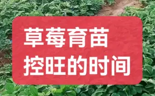 Tải video: 草莓育苗控旺的时间