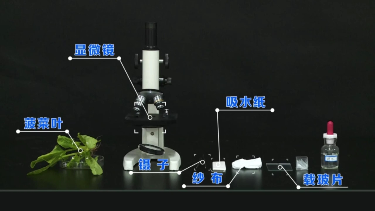 [图]初中生物实验操作考试 观察叶片下表皮的结构 让你顺利应对中考，奥利给奔涌吧，后浪！