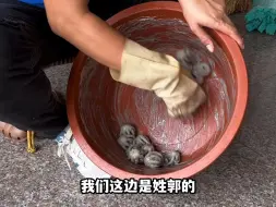 下载视频: 有多少人见过磨章鱼？