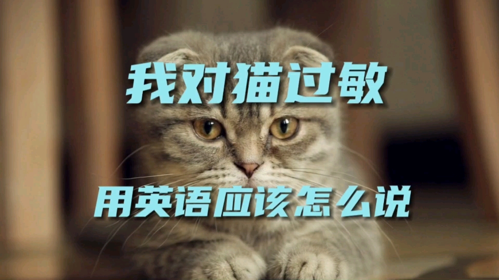 我对猫过敏用英语怎么说哔哩哔哩bilibili