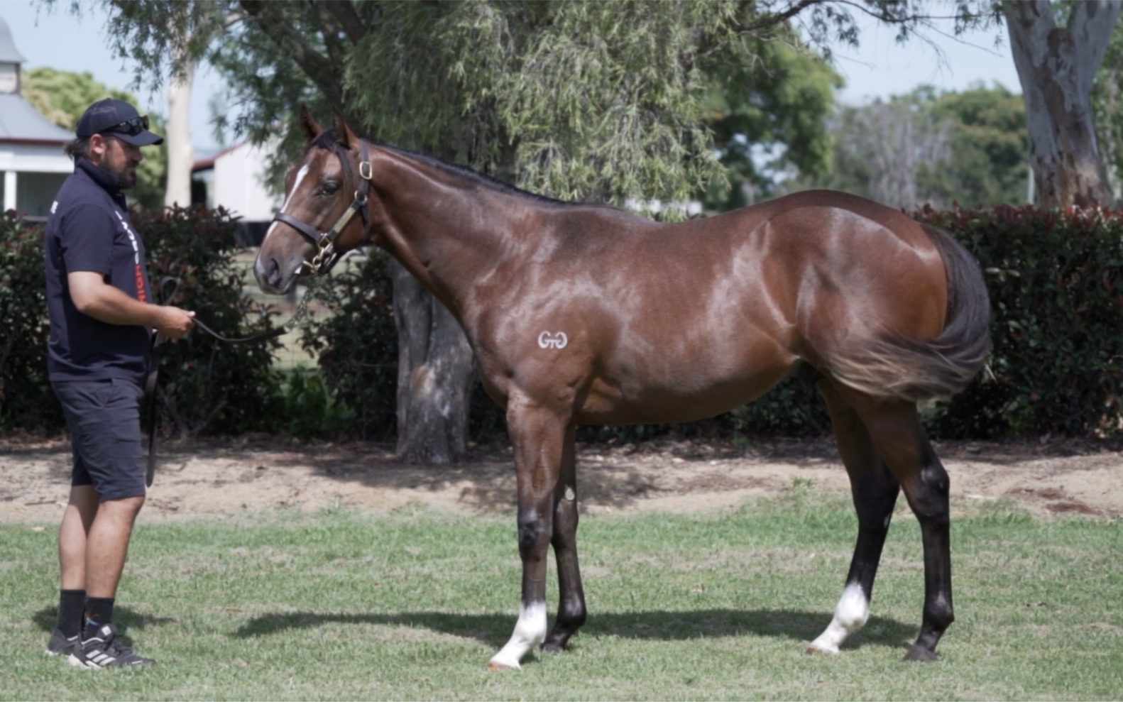 拍出24万澳元,东海帝王外孙brave smash配对sponsored 出生小马驹colt