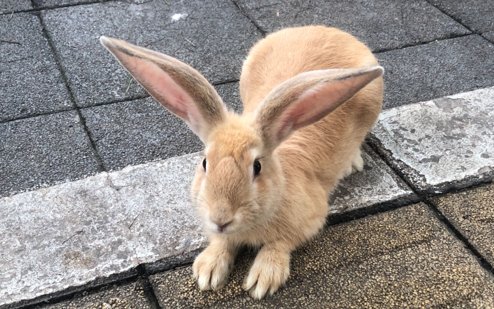 大耳朵兔兔(feat.凑数狗子)