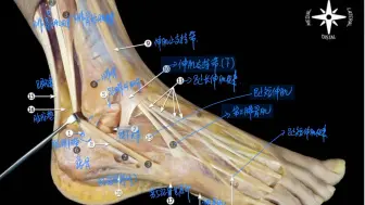 Download Video: 高清踝关节实体解剖，改变你对解剖的认知(珍稀资源)
