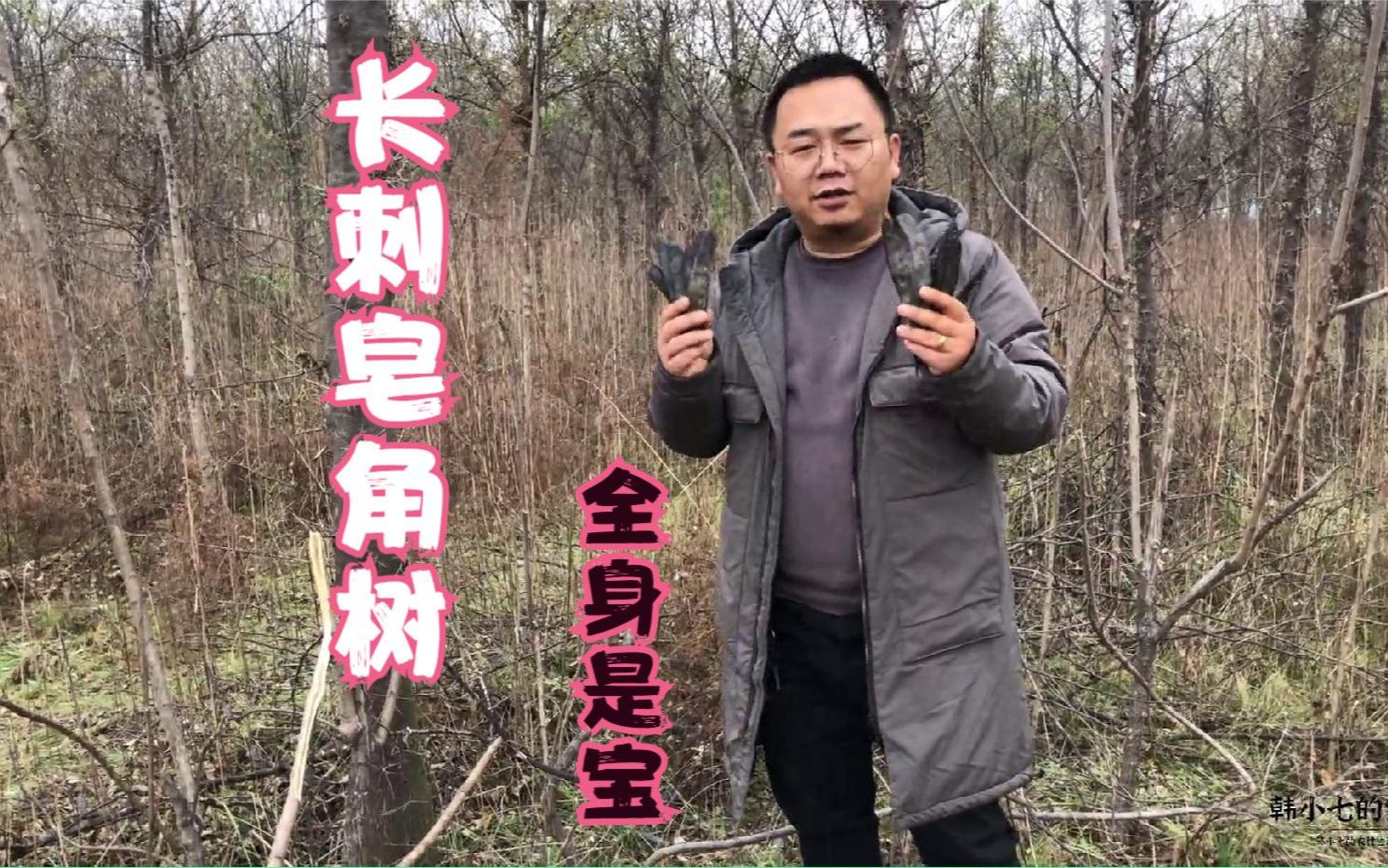 农村长满刺的皂角树,其实全身都是“宝”带大家认识下哔哩哔哩bilibili