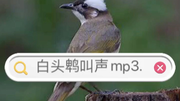 【白头鹎 songs】两只白头鹎的叫声(较罕见)哔哩哔哩bilibili