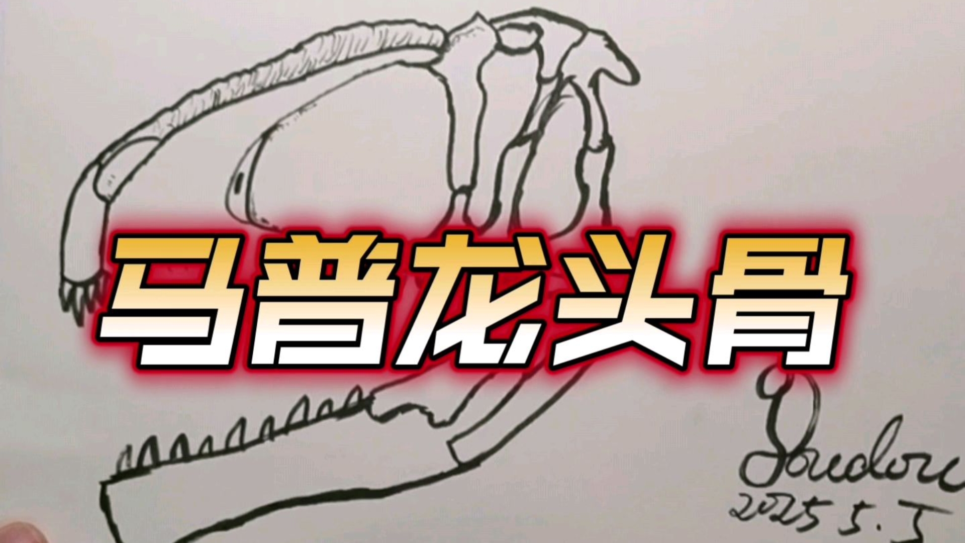 恐龙简笔画之马普龙头骨