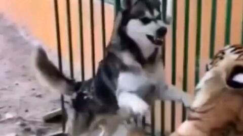 虎落平阳被犬欺 哔哩哔哩 Bilibili