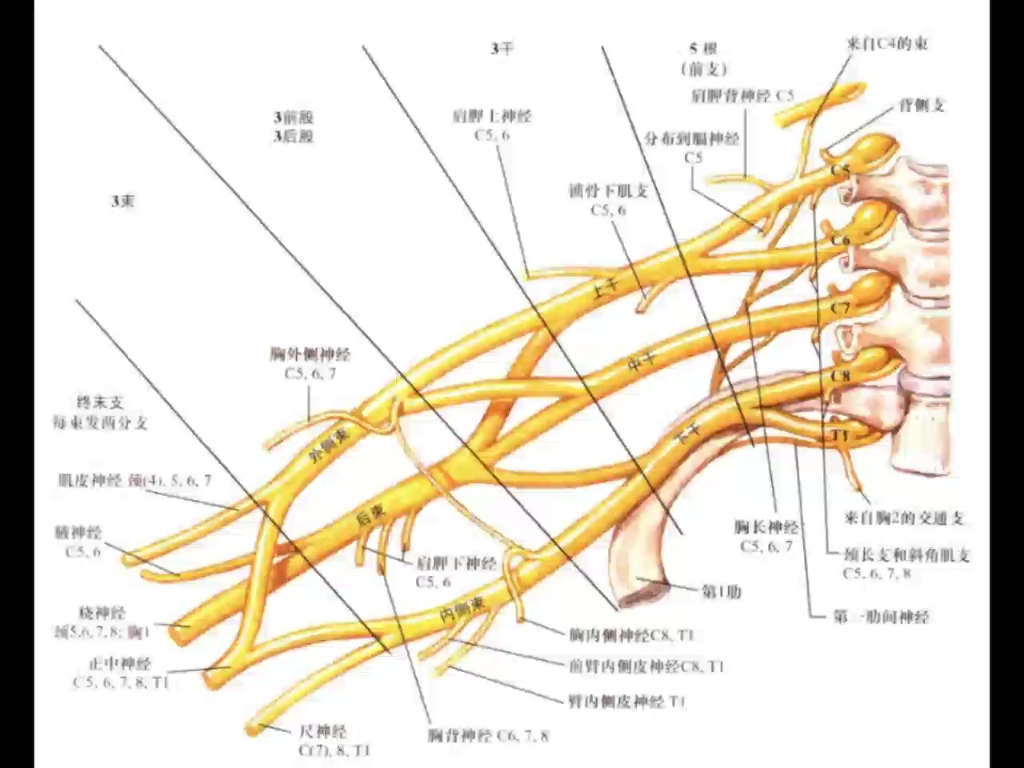 手臂神经分布图6条图片