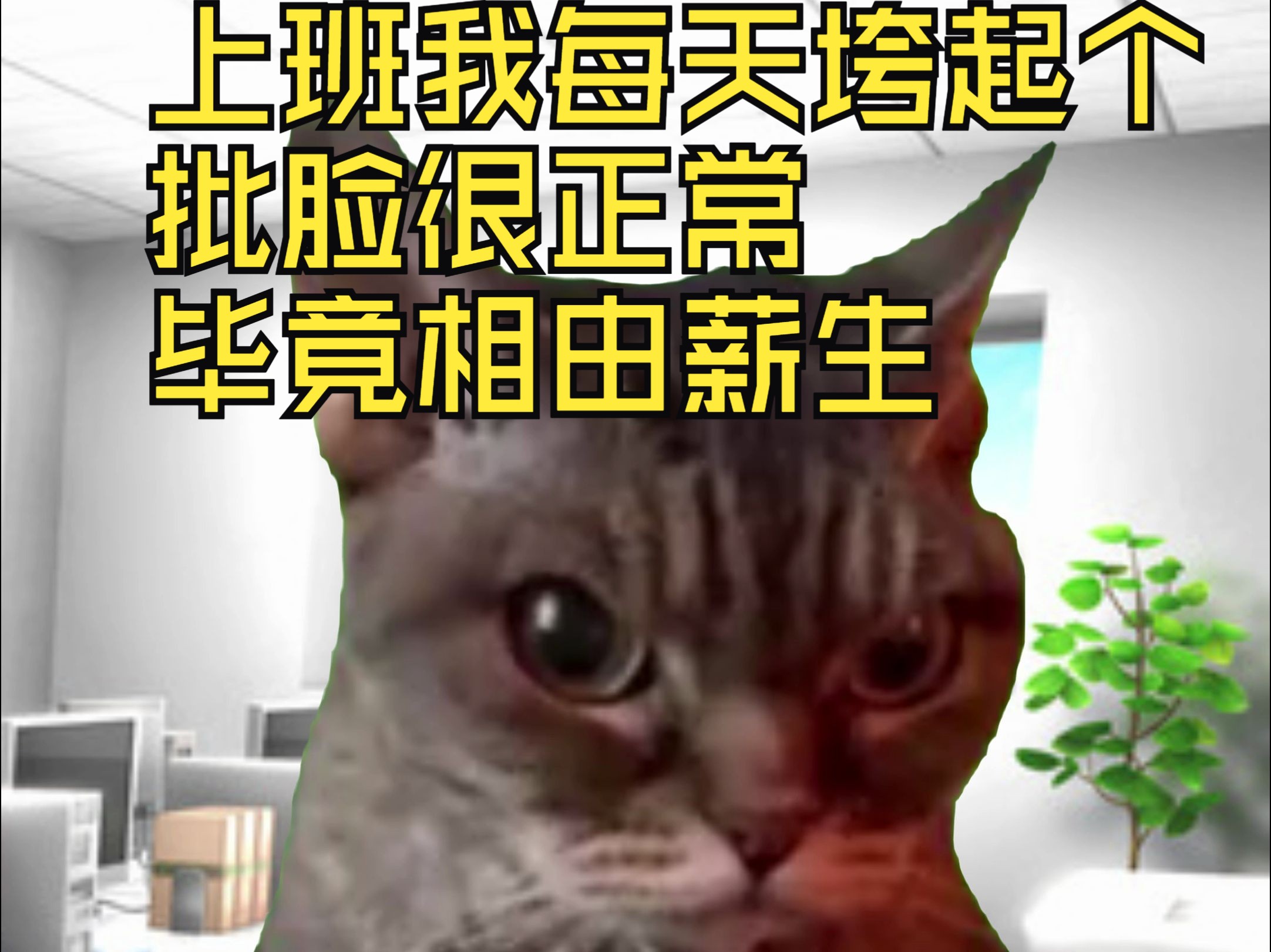【猫meme动画】上班我每天垮起个批脸很正常,毕竟相由薪生