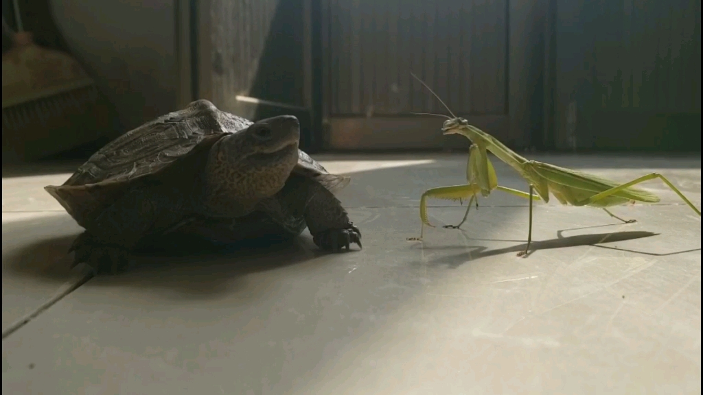 乌龟妖大战螳螂怪!(虽然最后没打起来,哈哈哈).