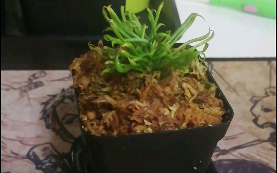 开箱眼镜蛇瓶子草炒鸡可爱