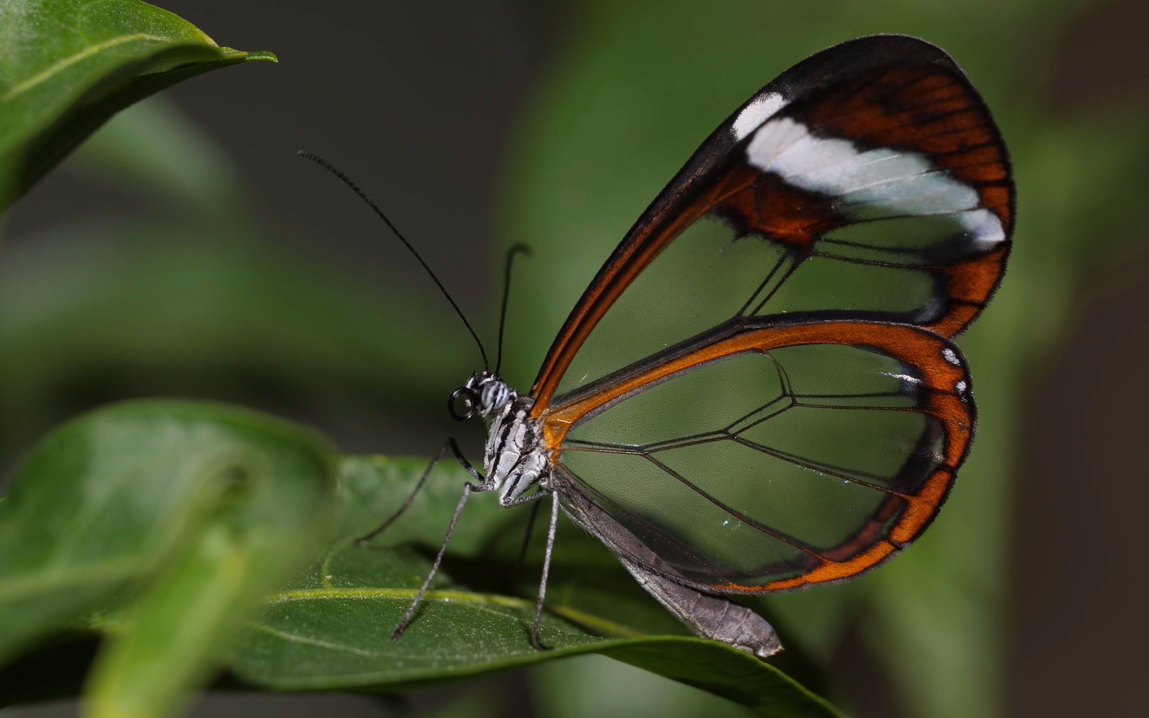 玻璃蝴蝶拥有梦幻般色彩的翅膀让人向往和迷恋的存在