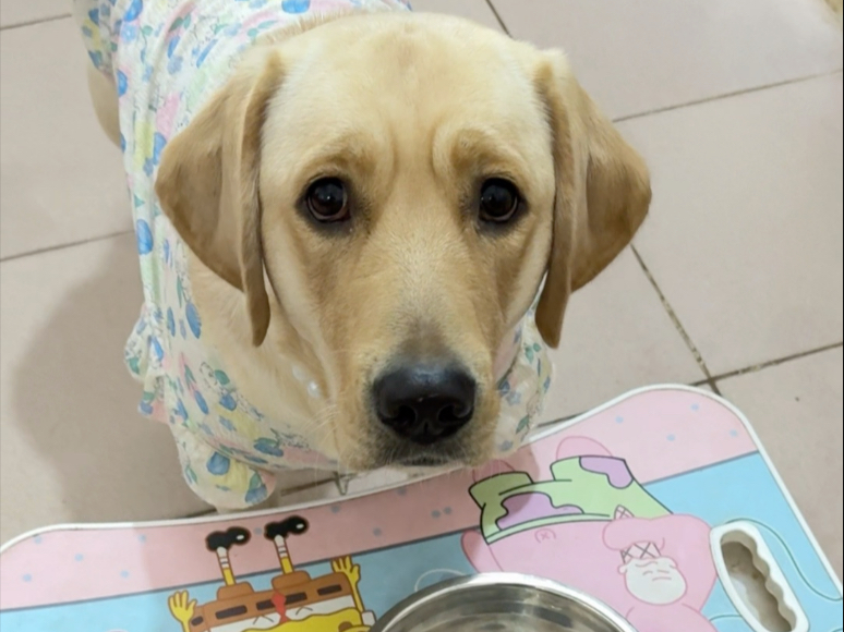 狗：气死了，被禁言了