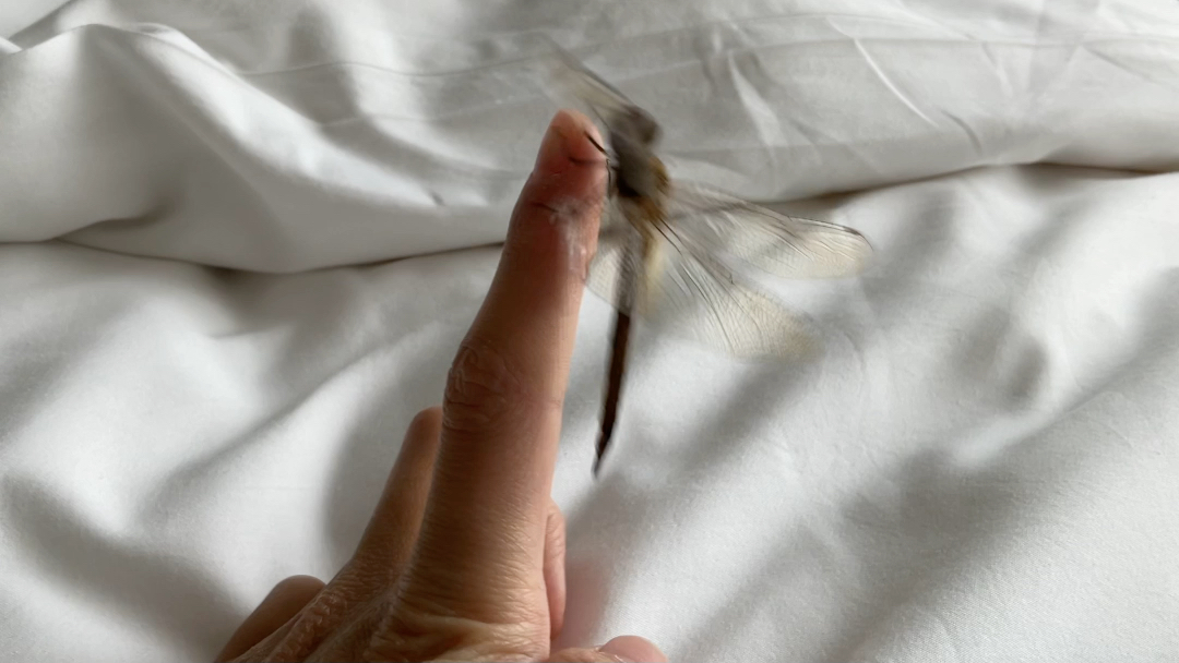 【西双版纳野采】上版纳过冬,捉只蜻蜓