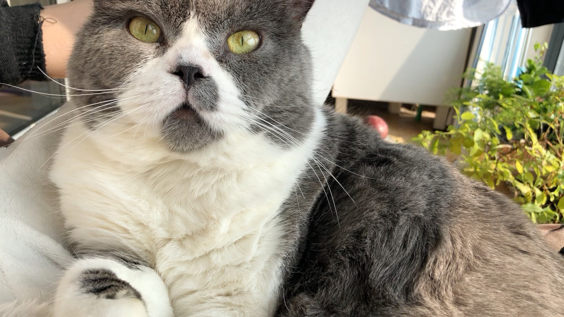 英国土猫平胖子的日常:就要和你一起挤着晒太阳!