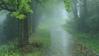 【自然の音と4K 映像】森の公園に降る雨