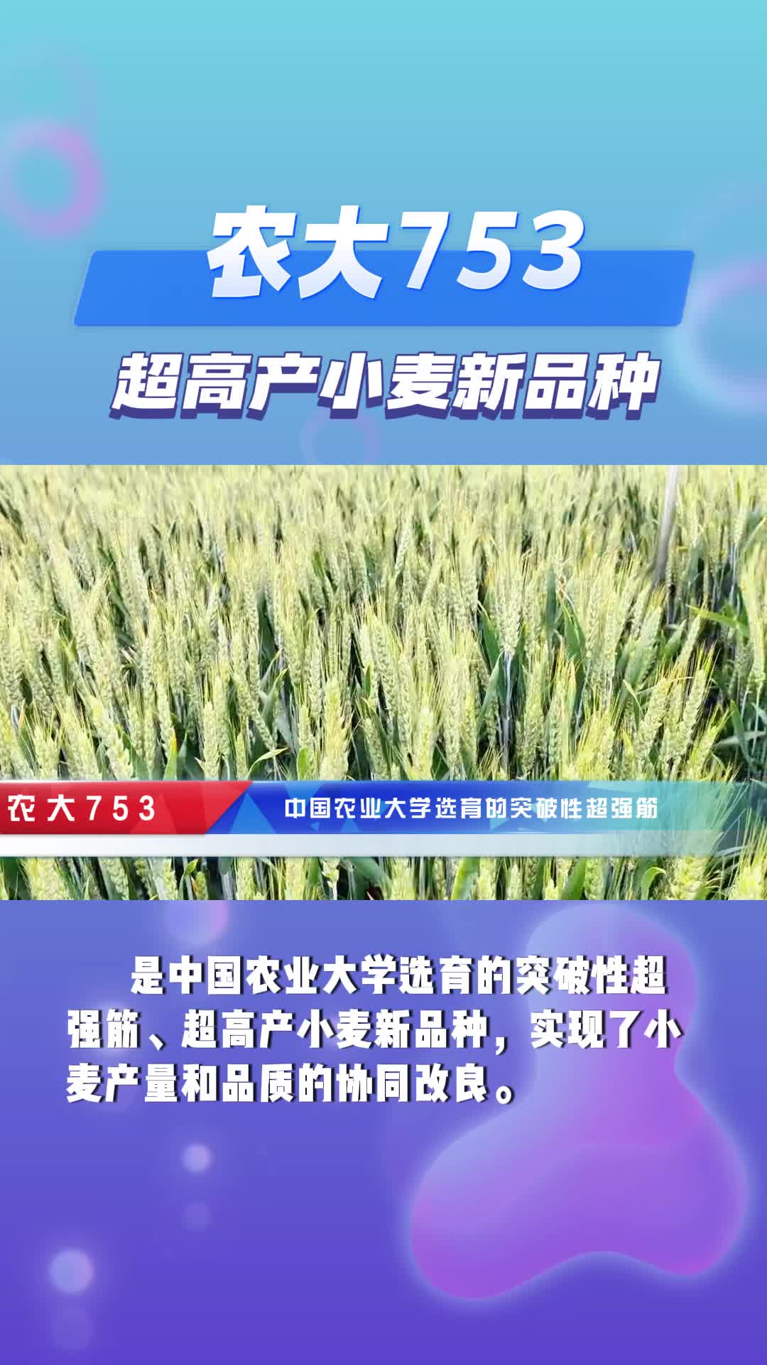 农大212小麦种子图片