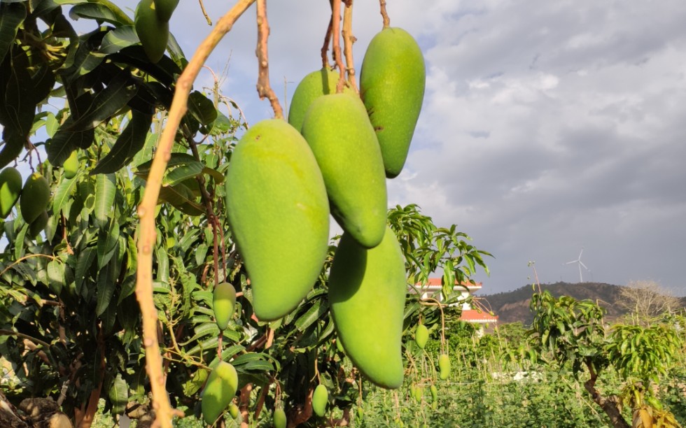 芒果成熟的季节
