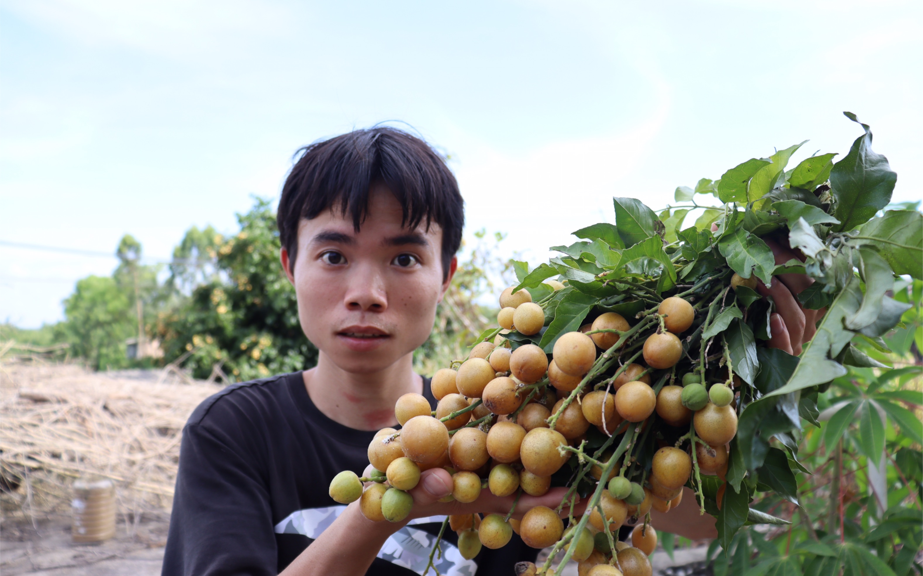 我的果园,黄皮果熟了,摘一点黄皮果吃,喜欢享受这种生活