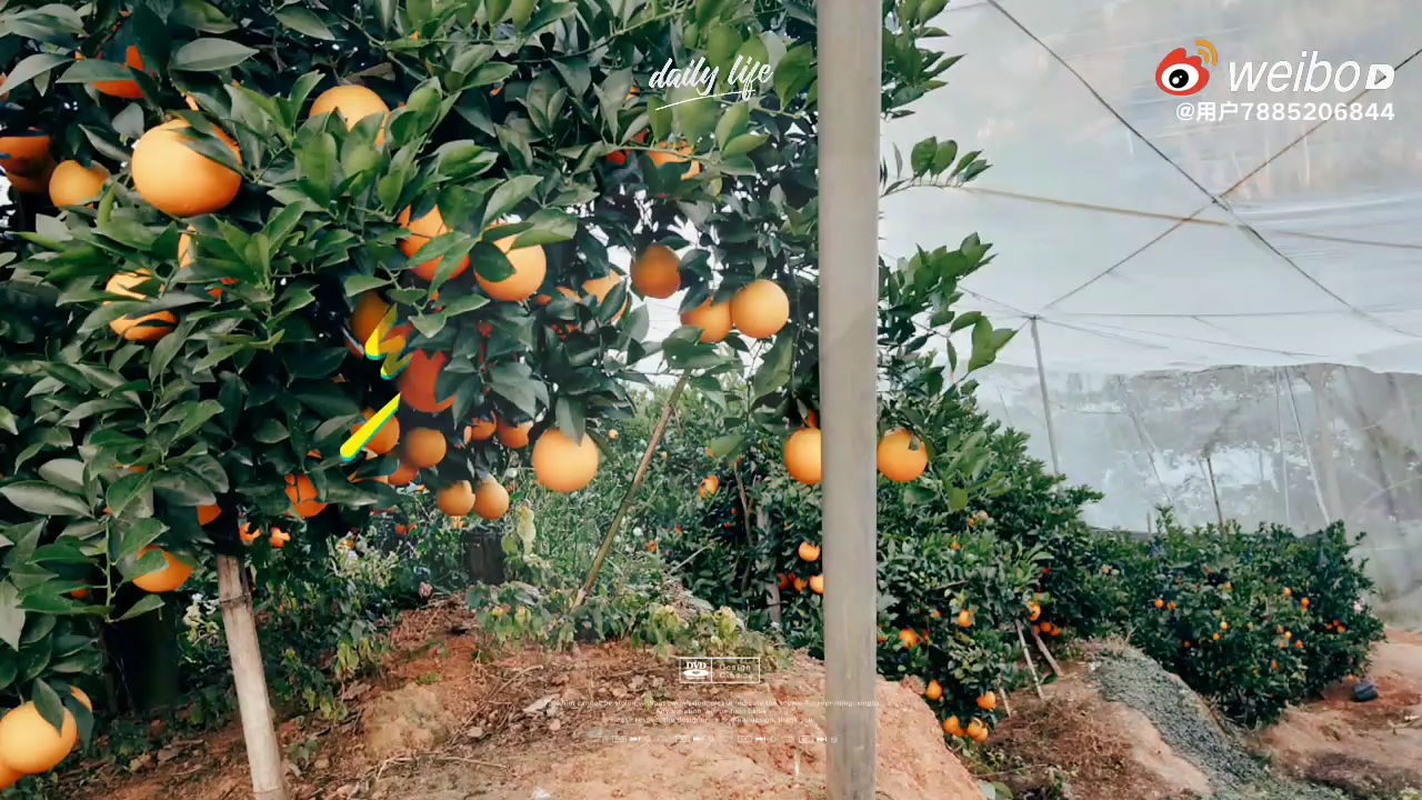 产自江西赣州寻乌县的正宗赣南脐橙,独一份的美味,快来品尝呀!