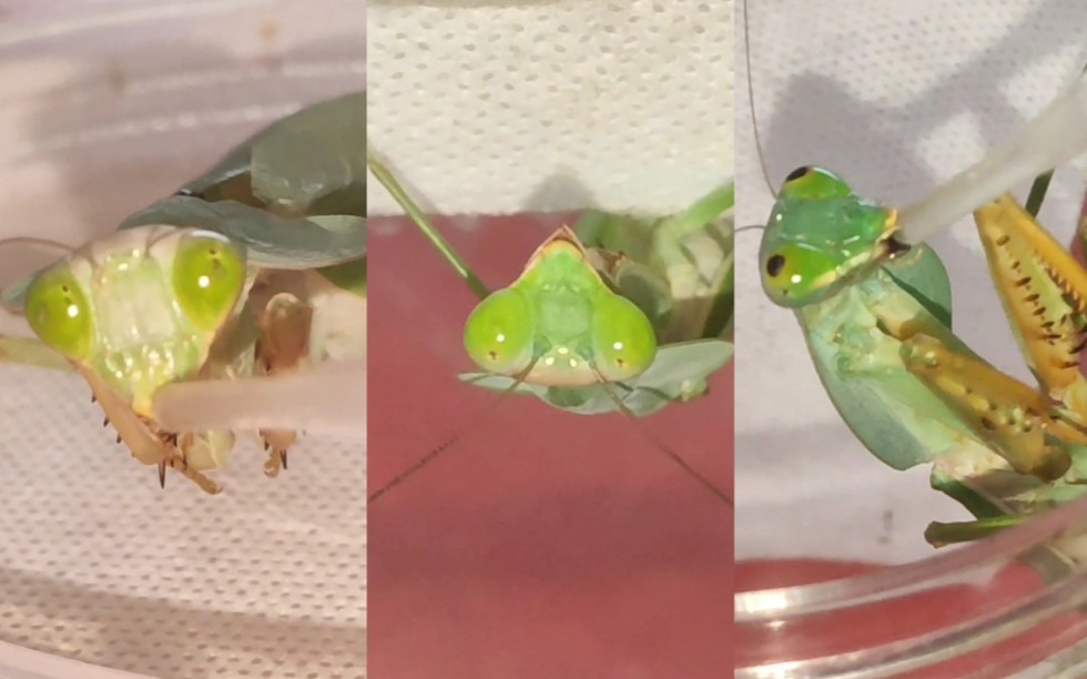 近距离观察螳螂喝水(圆盾 壮盾 马盾)_哔哩哔哩_bilibili