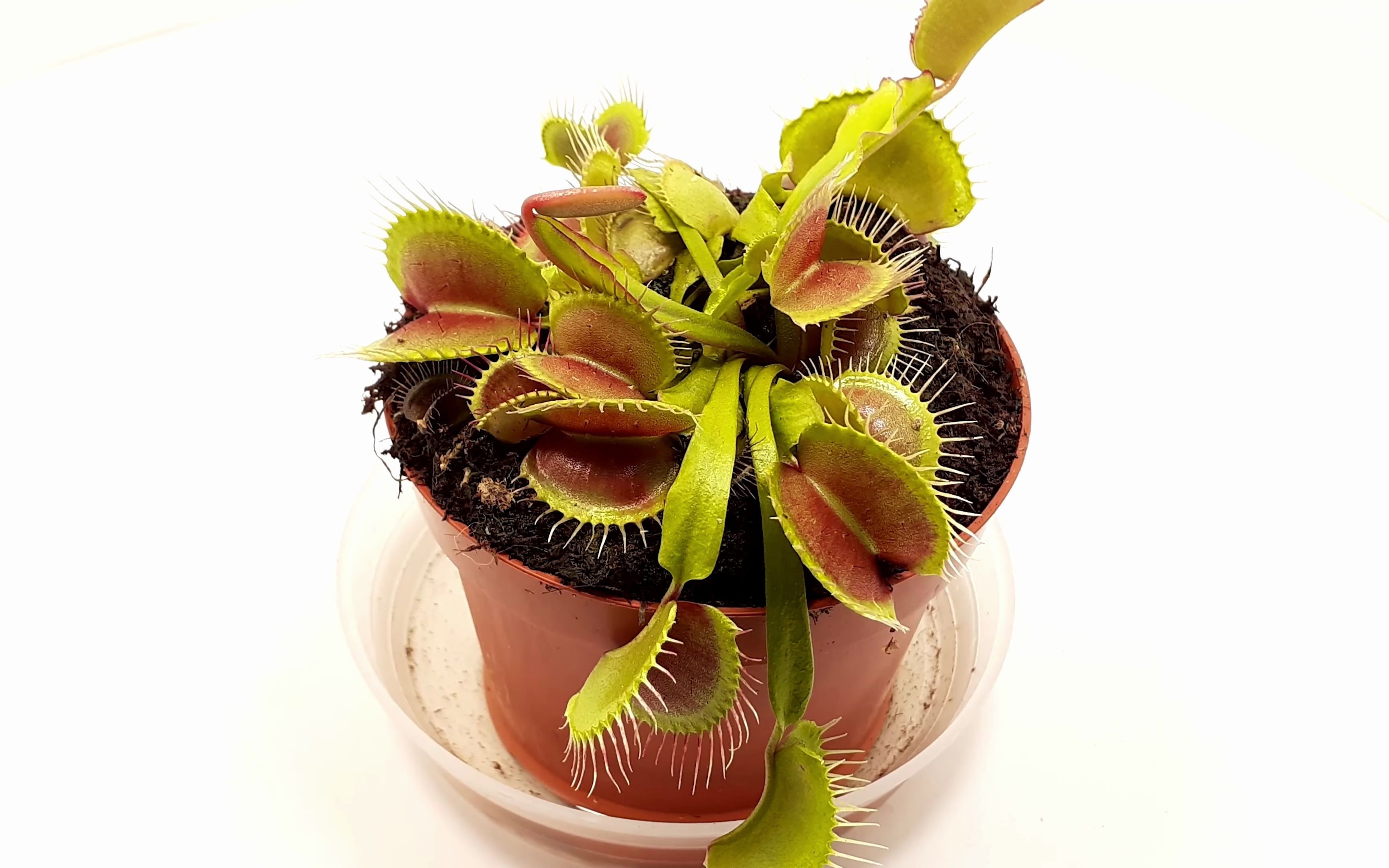 捕蝇草——40天延时摄影